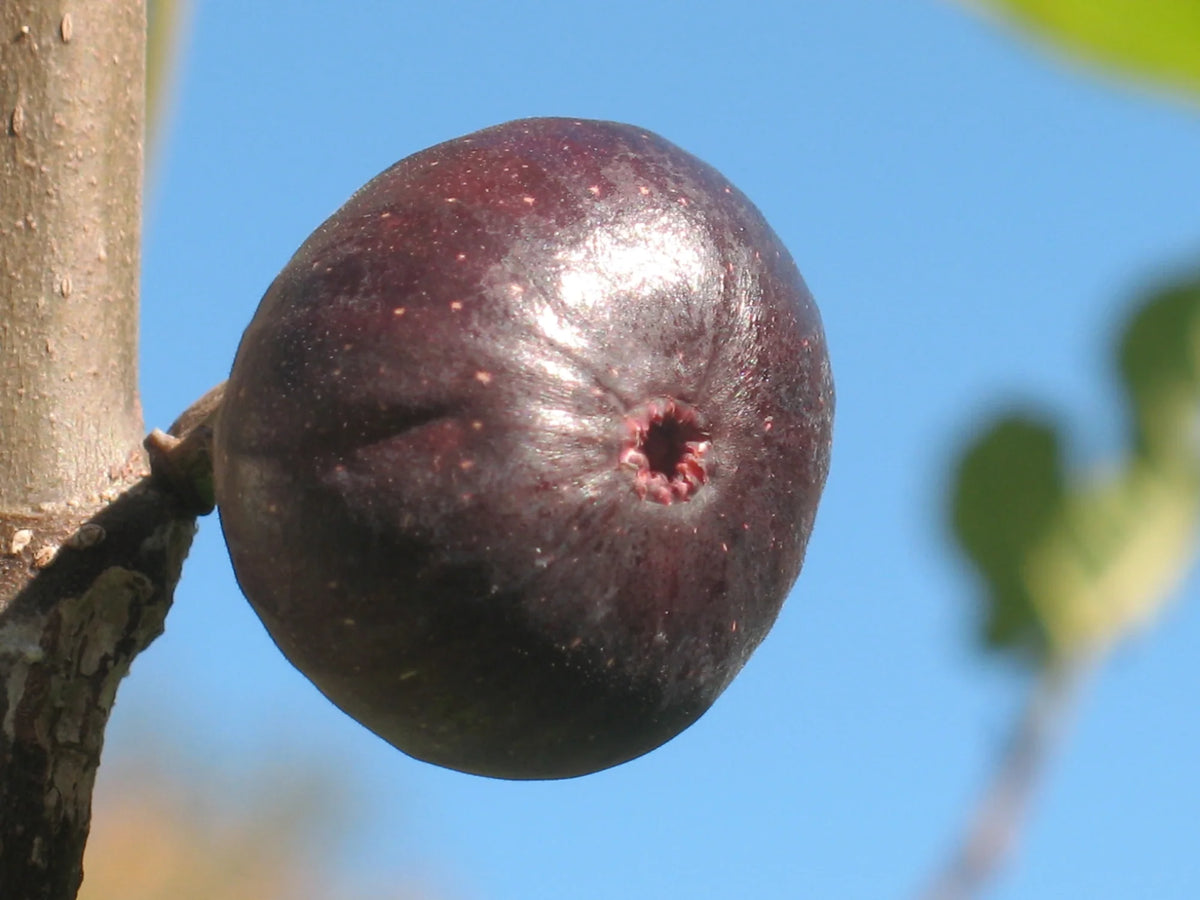 Kathleen’s Black Fig Cutting – Unrooted 8+", 3+ Nodes, Rare Dark Variety