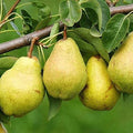 Kieffer Pear Tree - 1-2 ft Bare Root, Self-Pollinating, Cold Hardy