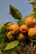 Kosui Asian Pear Cutting (Pyrus pyrifolia ‘Kosui’) – 1 Unrooted Cutting for Rooting or Grafting