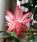 Schlumbergera Laranja Dobrada Cuttings (2 unrooted) – Thanksgiving/Christmas Cactus, Rare Orange Double Bloom