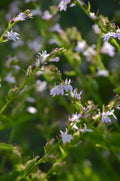 Lobelia inflata Seeds (Indian Tobacco) – 500 Non-GMO Annual for Native Wildflower Gardens