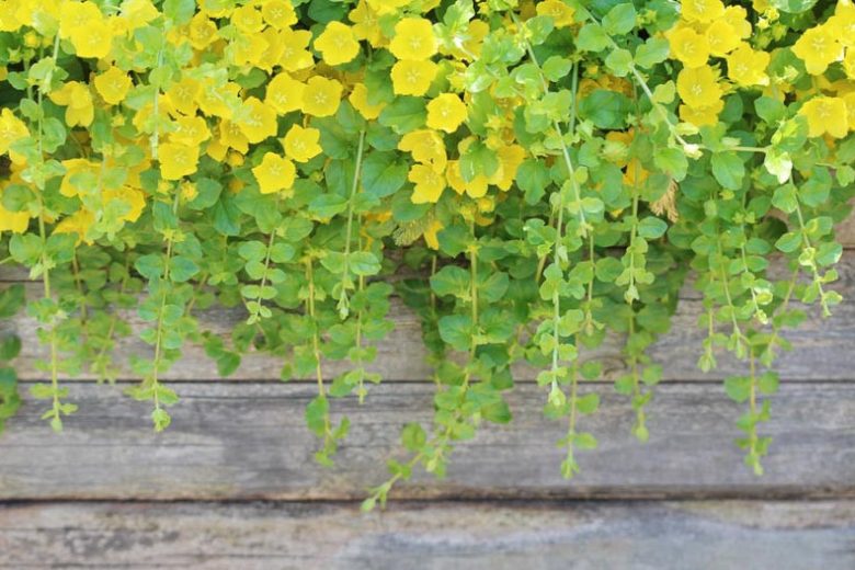 Golden Creeping Jenny Lysimachia nummularia 'Aurea' - 20 Live Starter Plants (Groundcover & Aquarium Safe)