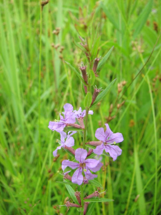 Lythrum alatum Seeds (1000) Winged Loosestrife - Native Wildflower for Pollinators