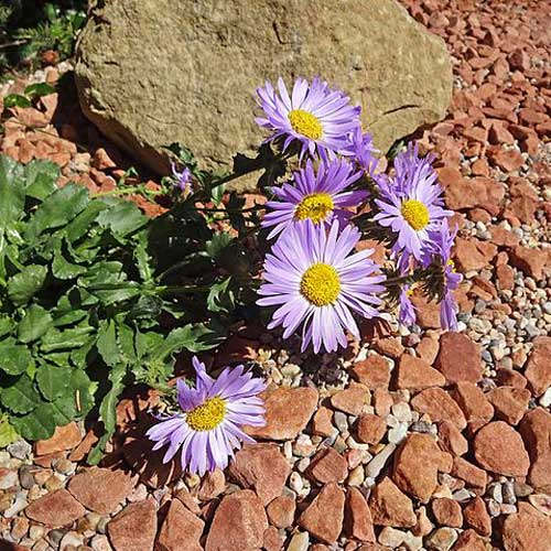 Machaeranthera bigelovii Seeds - Purple Aster (Bigelow's Tansyaster) 100 Non-GMO