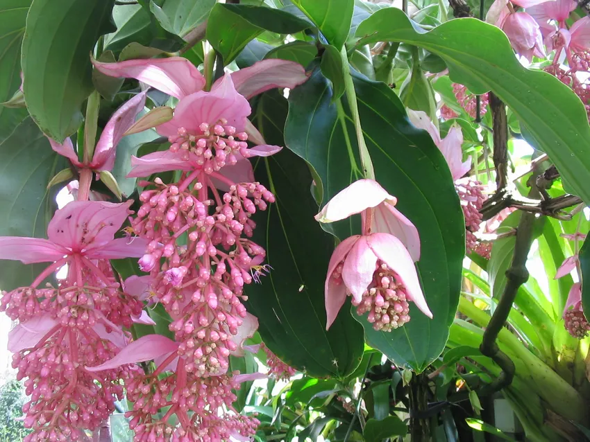 Medinilla apoensis 'Philippine Pink' Live Starter Plant