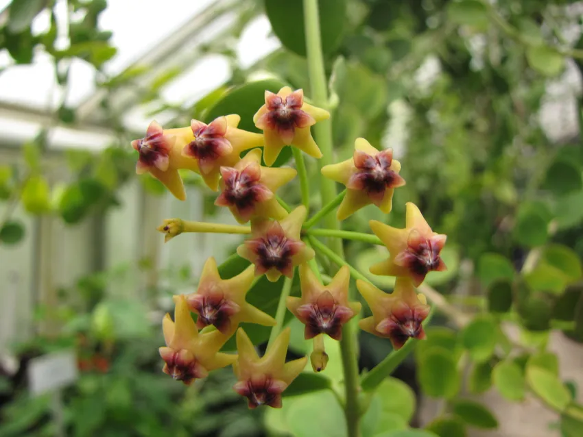 Hoya cumingiana Live Plant in 3-Inch Pot | Rare Wax Vine