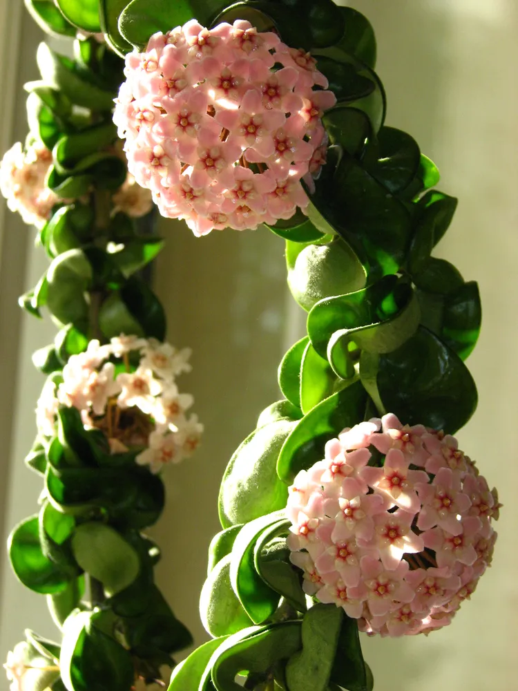 Hoya Hindu Rope Compacta Live Plant – 4" or 6" Pot