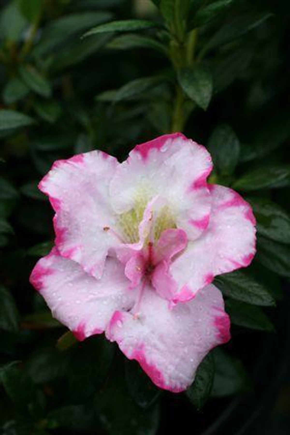 Azalea Cuttings Pink & White - 7 Unrooted 6–7" Grafting or Rooting Starts