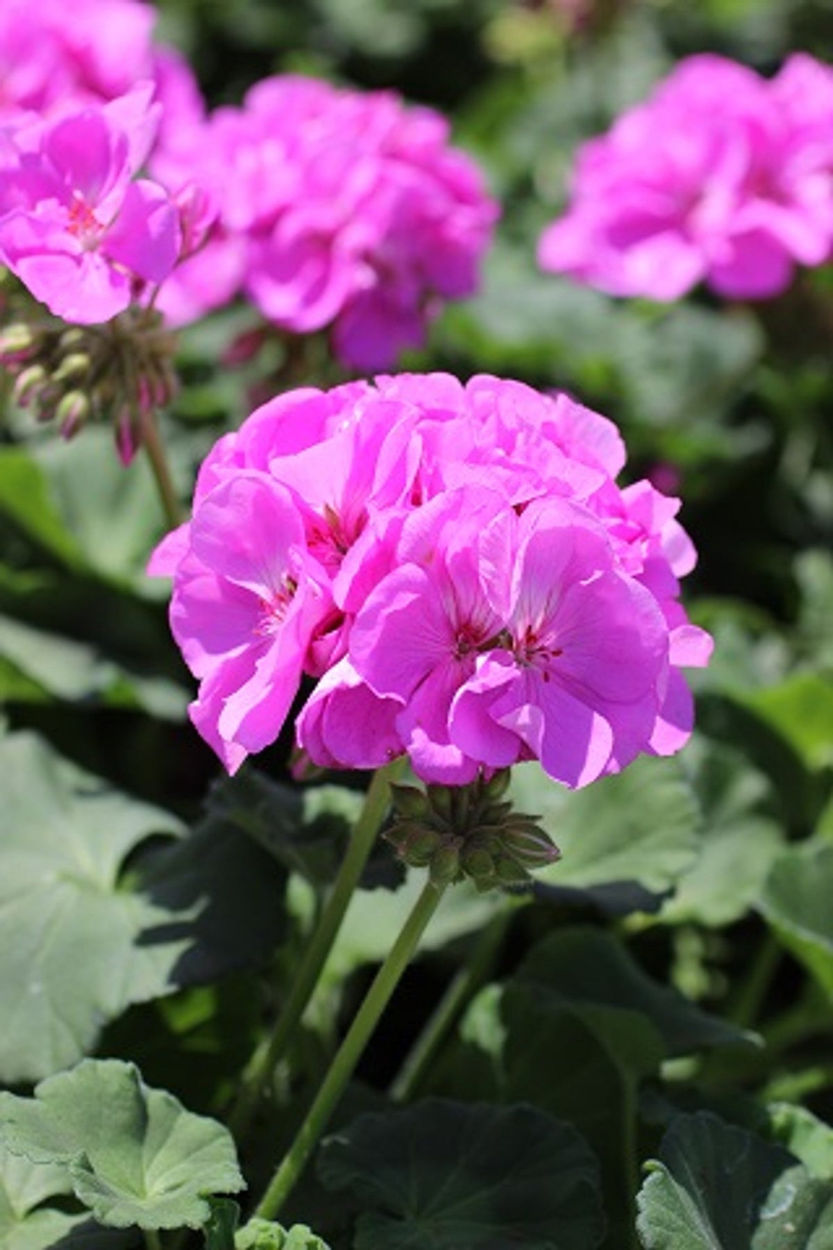 Purple-Pink Zonal Geranium Cuttings (Pelargonium hortorum) – 12 Fresh 6" Unrooted Starter Stems