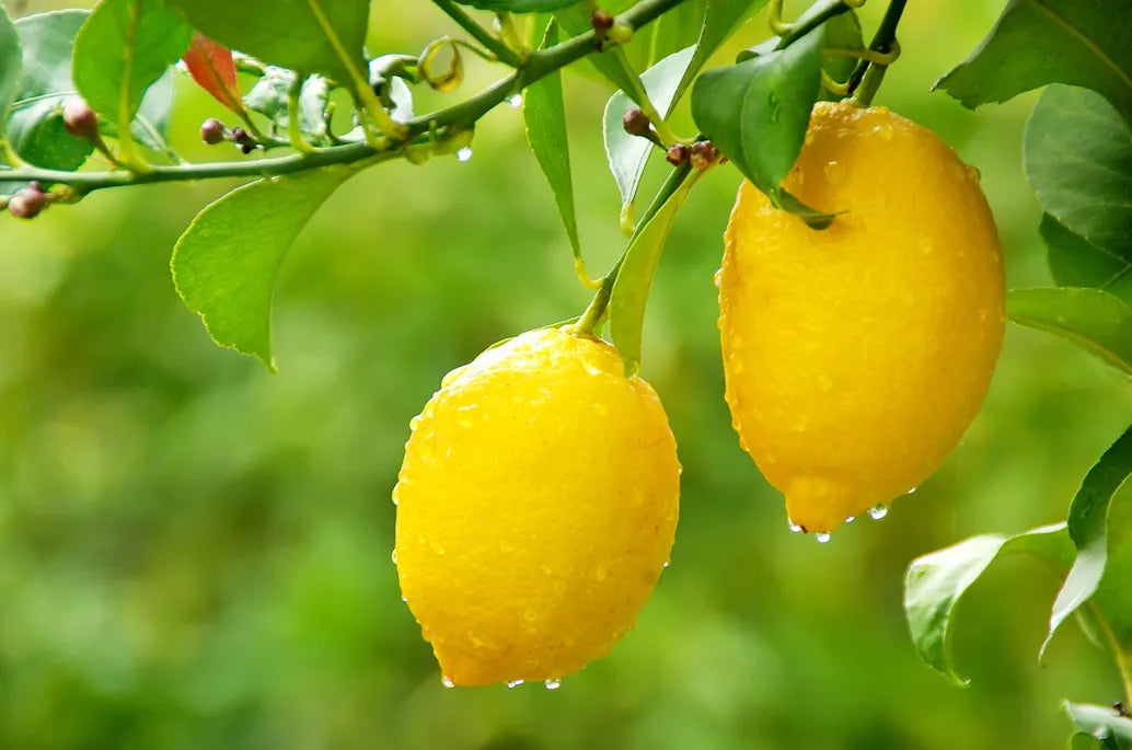 Meyer Lemon Tree (Citrus × meyeri) Bare Root Starter - 5" Organic, Non-GMO