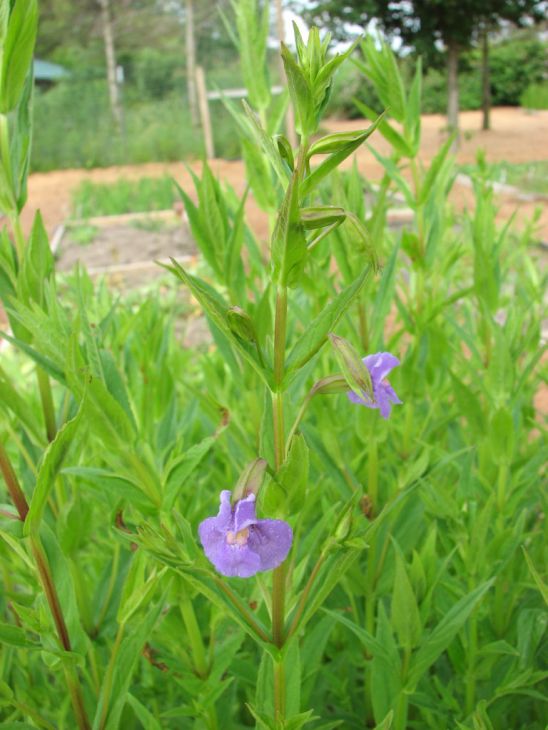 Mimulus ringens (Allegheny Monkeyflower) Seeds - 5000 Seeds, Native Wetland Plant