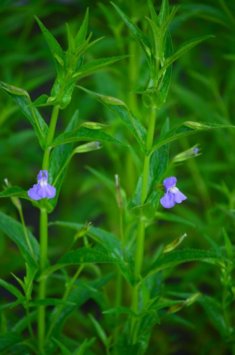 Mimulus ringens (Monkey Flower) Seeds – 5000 Non-GMO Seeds for Wetlands, Pollinator Gardens
