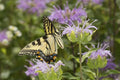 Monarda fistulosa Seeds - Wild Bergamot, 100 Non-GMO Perennial Seeds for Native Pollinator Garden