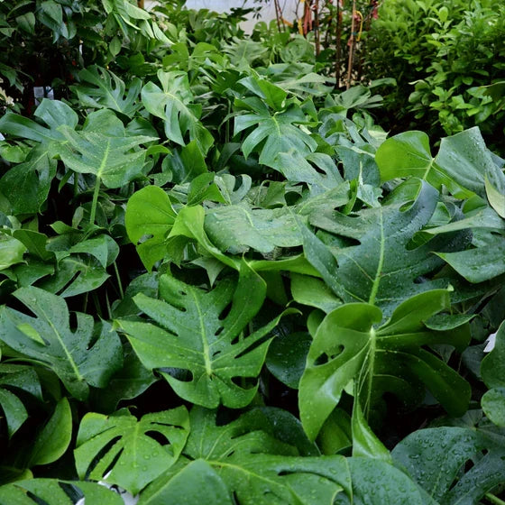 Large Monstera Deliciosa Rooted Cutting – Live Swiss Cheese Plant