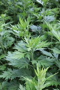 Mugwort Live Plant (Artemisia vulgaris) 12–16" Bareroot – Medicinal & Magical Perennial Herb