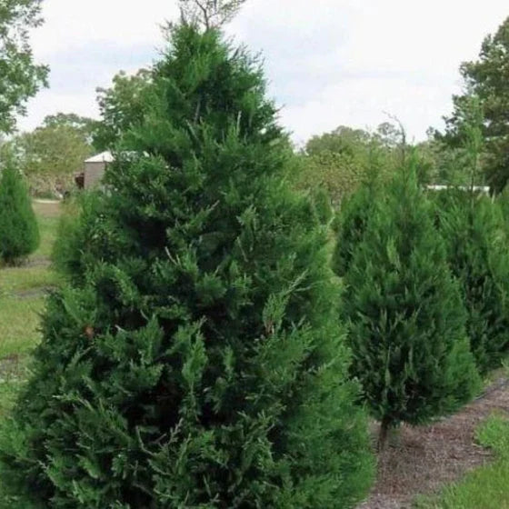 Murray Leyland Cypress Tree (Cupressocyparis leylandii ‘Murray’) – 2.5-Inch Pot