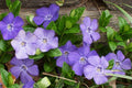 Vinca Minor (Lesser Periwinkle) Bare Root Plants – 50 Live Ground Cover, Shade-Tolerant