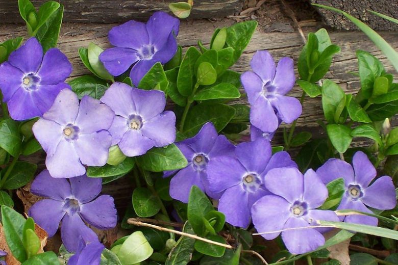 Vinca Minor (Lesser Periwinkle) Bare Root Plants – 50 Live Ground Cover, Shade-Tolerant