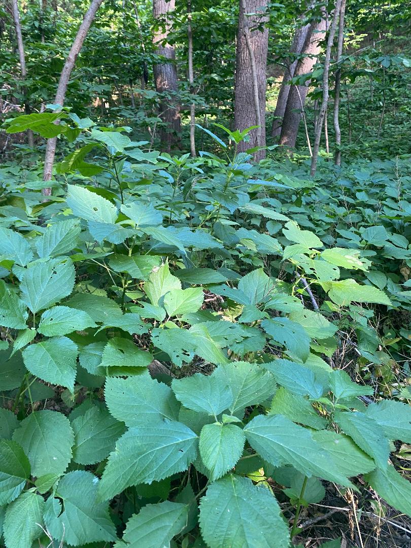 Wild Stinging Wood Nettle Laportea canadensis Bareroot Roots - 10 Pack