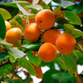 American Persimmon Tree (Diospyros virginiana) – Bare-Root Seedling, 6–12"