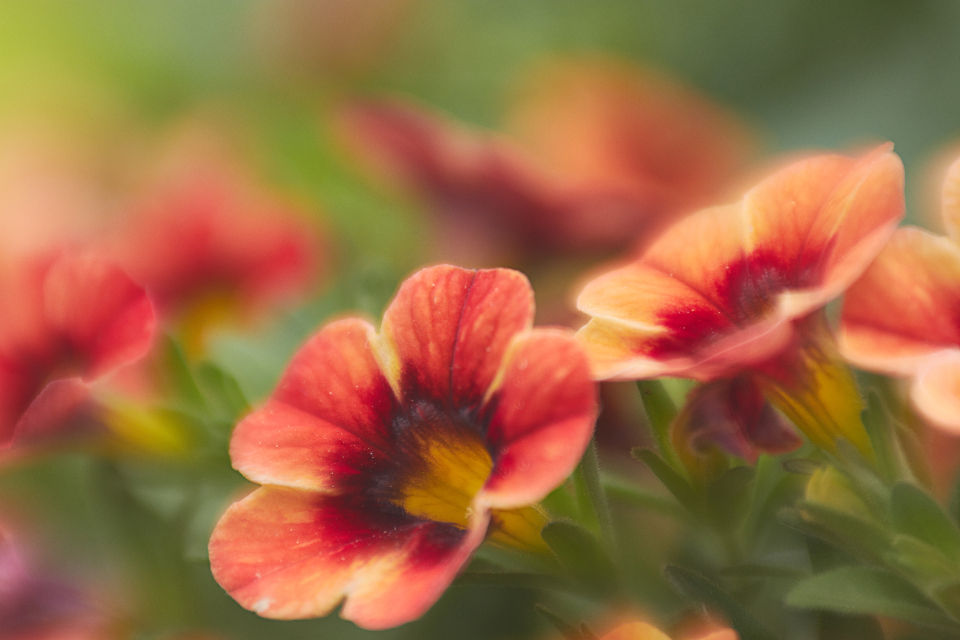 Calibrachoa MiniFamous Neo Orange + Red Eye Million Bells – 4-Inch Pot, 1 Live Plant