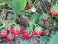 Seascape Strawberry Plants (10 Bare Root) – Everbearing, Non-GMO