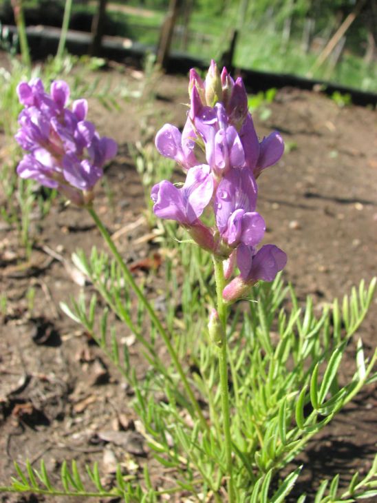 Oxytropis lambertii Seeds (Showy Locoweed) – Native Perennial Prairie Wildflower, 25 Seeds