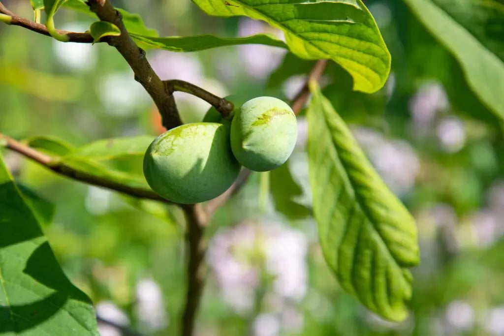 Pawpaw Trees Asimina triloba – 2 Bare-Root Seedlings (6–12”)
