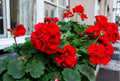 Ivy Geranium Cuttings - Pelargonium peltatum Vivid Red (3 Unrooted 6-Inch Trailing Starter Stems)