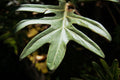 Philodendron Florida Ghost Live Plant in 5-Inch Pot
