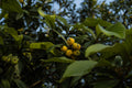 Loquat Eriobotrya japonica Live Plants - 2 Starter Plants, 6–12" Tall
