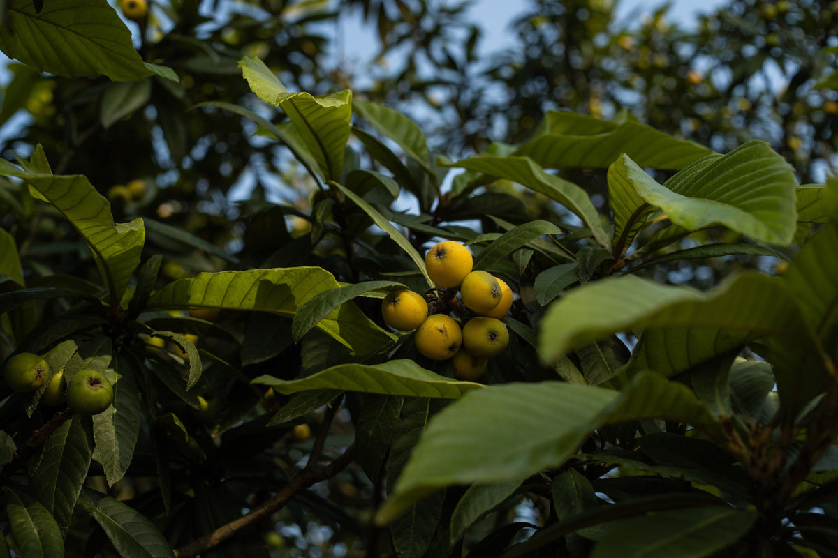 Loquat Eriobotrya japonica Live Plants - 2 Starter Plants, 6–12" Tall