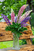 Lupine Gallery Mini Extra Mix Live Perennial Plugs – 4 Starter Plants