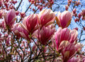 Ann Star Magnolia Live Plant — 3-Inch Pot (Magnolia 'Ann')