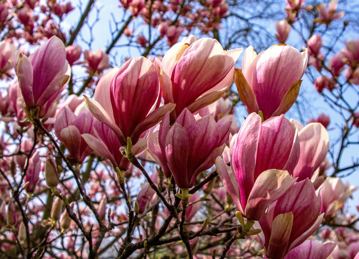 Ann Star Magnolia Live Plant — 3-Inch Pot (Magnolia 'Ann')