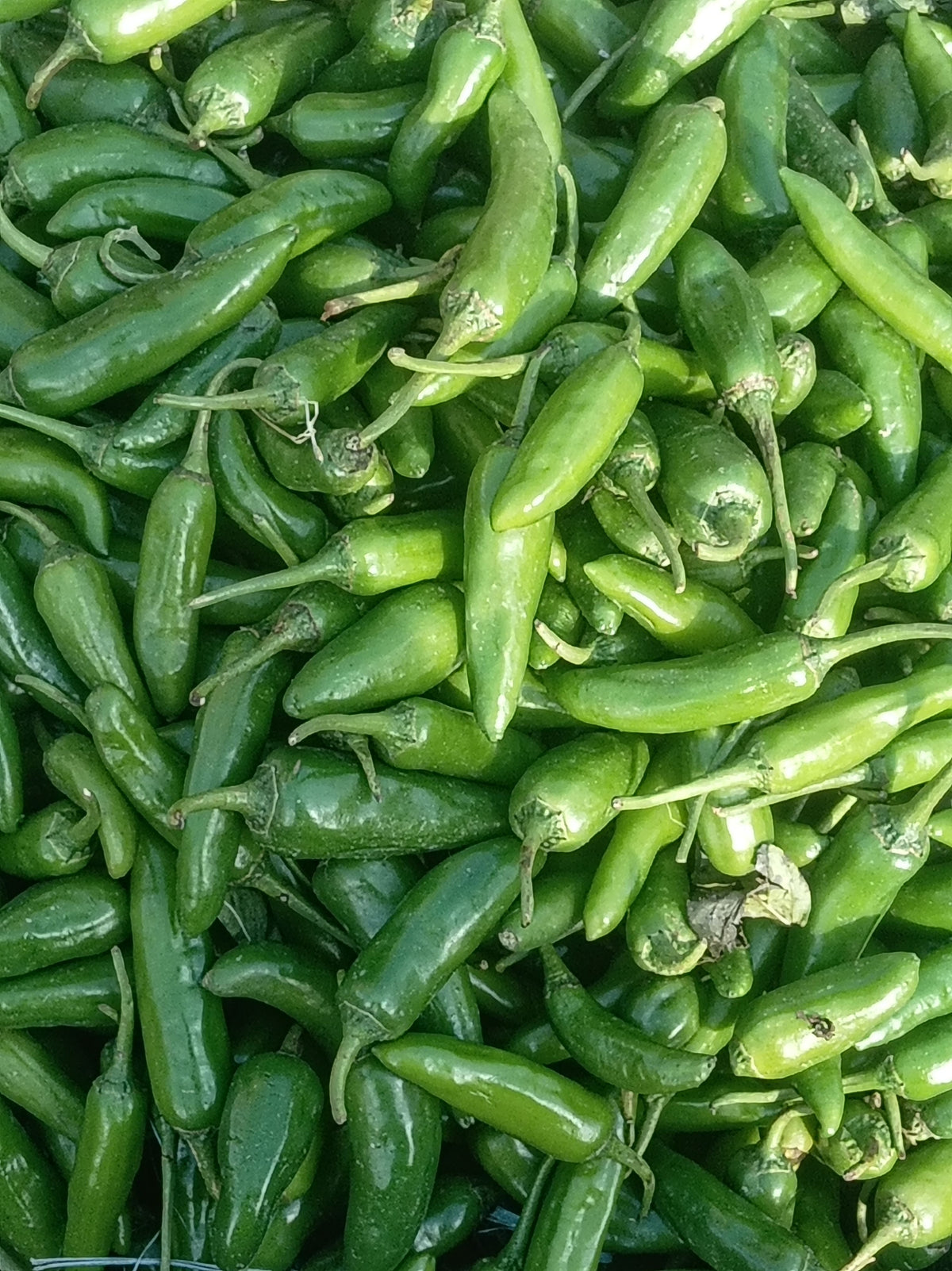 Green Jalapeño Chili Pepper Plants (3-Pack) Starter Live Plants Capsicum annuum