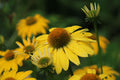 Canary Feathers Coneflower (Echinacea 'Canary Feathers') - 3 Rooted Starter Plants, 1 Qt Pots