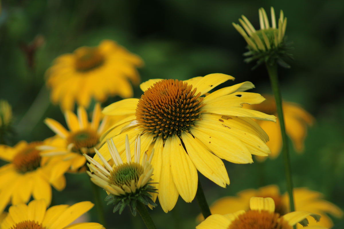 Canary Feathers Coneflower (Echinacea 'Canary Feathers') - 3 Rooted Starter Plants, 1 Qt Pots