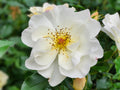 Popcorn Drift Groundcover Rose Live Plant – 1 Quart