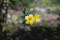Yellow Mandevilla Live Plants Set of 2 – 4–7" Tall Tropical Climbing Vines