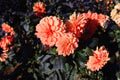 Cherie Vintage Orange Dahlia (Dahlia variabilis) 1-Gallon Live Plant
