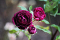 Burgundy Iceberg Rose Unrooted Cuttings - 3 Live 6" Cuttings