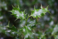 American Holly Ilex opaca Bare Root Seedlings | Live Mulitple Bare Root Seedlings