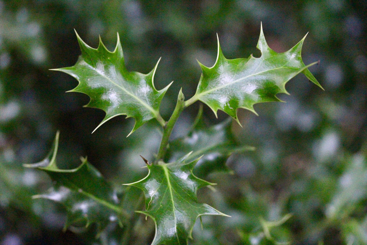 American Holly Ilex opaca Bare Root Seedlings | Live Mulitple Bare Root Seedlings