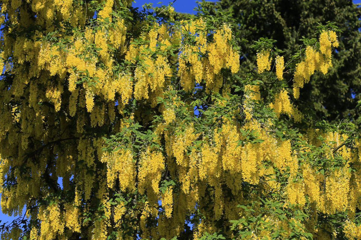 Golden Chain Tree Laburnum anagyroides Live Plant - 18–30 Inches, in Nursery Pot