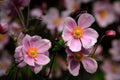 Pink Japanese Anemone Bare Root Live Plant – Anemone hupehensis