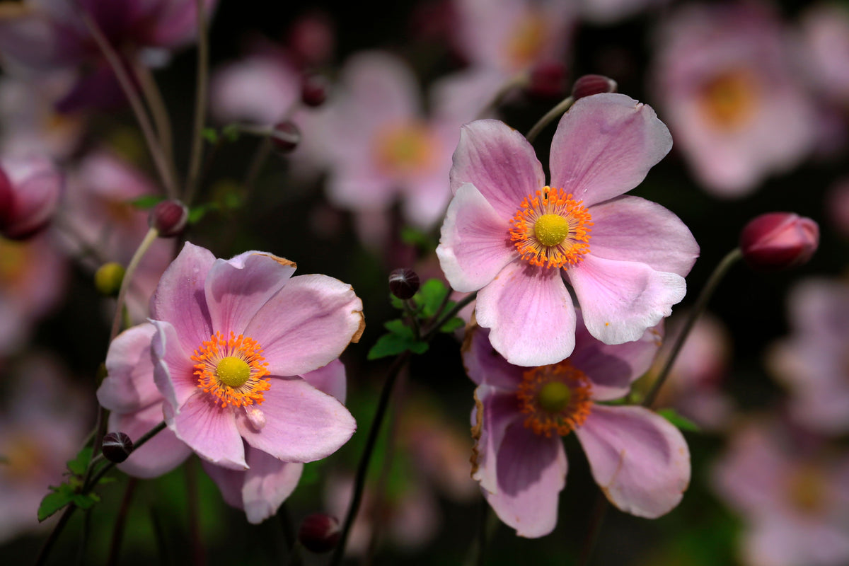 Pink Japanese Anemone Bare Root Live Plant – Anemone hupehensis