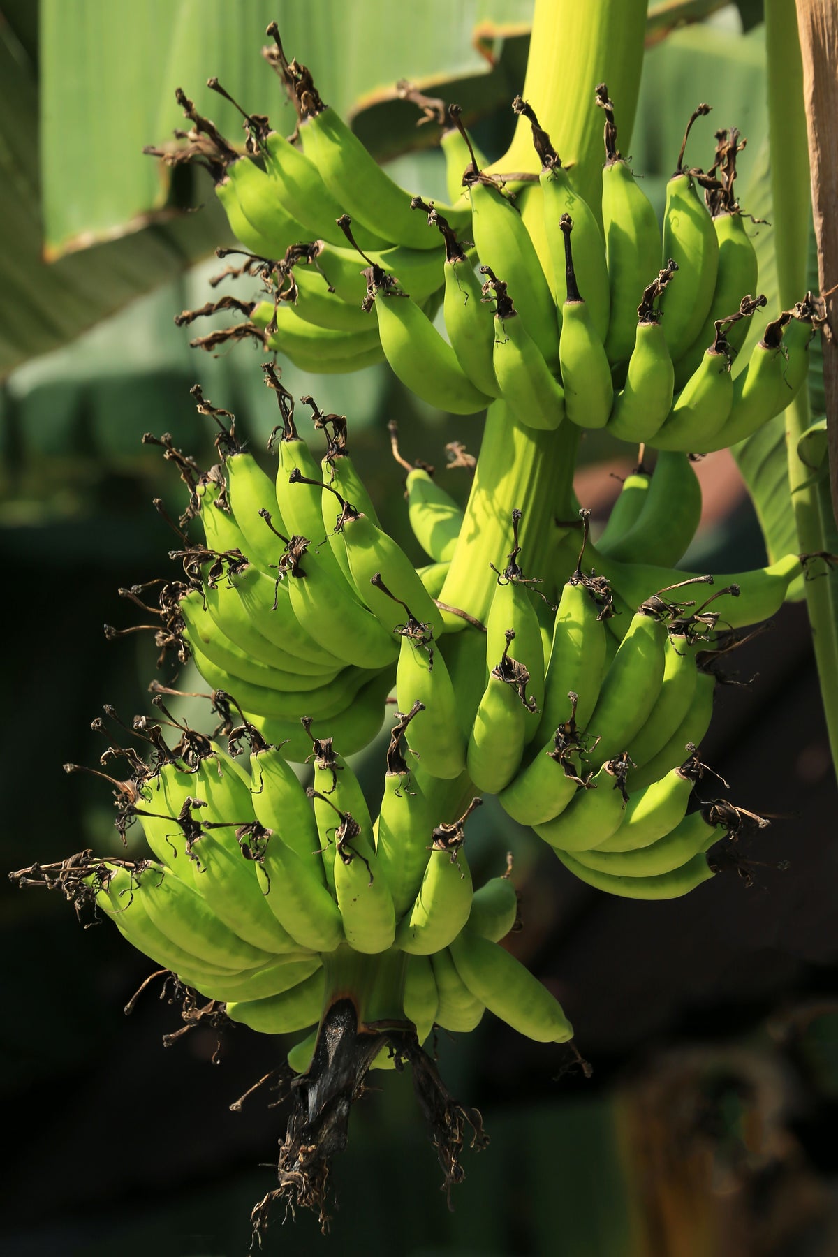 Double Mahoi Dwarf Banana Live Starter Plugs – 3 Plants (Musa) Bare Root
