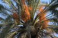 Yemen Date Palm Live Plant – Phoenix dactylifera | Starter Plant
