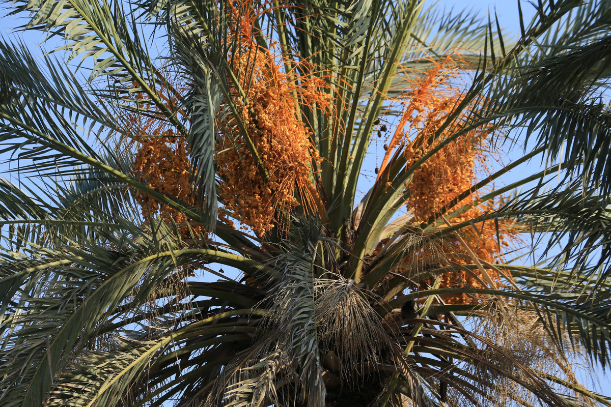 Yemen Date Palm Live Plant – Phoenix dactylifera | Starter Plant